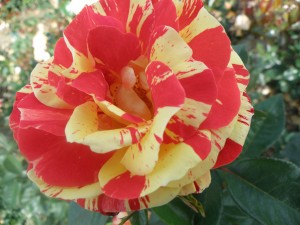 BRUSH STROKES (floribunda)